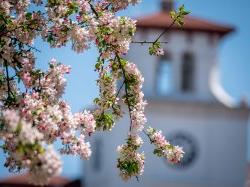 photo of university hall and flowers